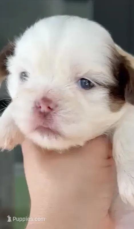 Imperial Princess BuBu  – Shih Tzu puppy for sale in Fort Myers, FL