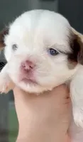 Imperial Princess BuBu , a female Shih Tzu for sale in Fort Myers, FL – 1 of 7