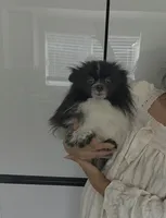 Pan Bebé, a male Pomeranian for sale in Fort Myers, FL – 2 of 6