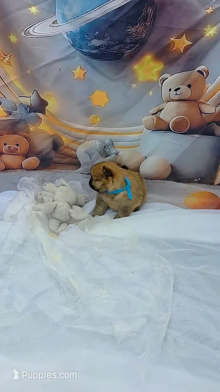 CKC Kunno  – Pomeranian puppy for sale in Lehigh Acres, FL