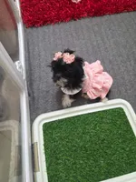 Lola, a female Shih Tzu for sale in Fort Myers, FL – 4 of 8