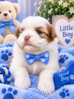 Imperial Prince Wuwu, a male Shih Tzu for sale in Fort Myers, FL – 1 of 1