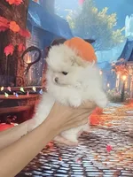 Teddy Bear Sonny, a male Pomeranian for sale in Fort Myers, FL – 5 of 10