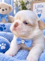 Imperial Prince Chuchu, a male Shih Tzu for sale in Fort Myers, FL – 1 of 1