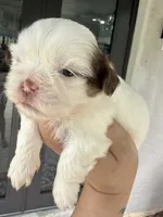 Imperial Princess BuBu , a female Shih Tzu for sale in Fort Myers, FL – 2 of 7