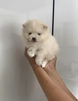 Tofu teacup pompom, a male Pomeranian for sale in Lehigh Acres, FL – Photo 7 of 8