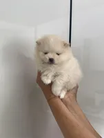 Tofu teacup pompom, a male Pomeranian for sale in Lehigh Acres, FL – Photo 8 of 8