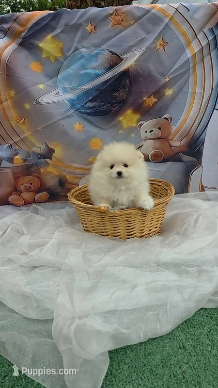 CKC Tofu teacup pompom – Pomeranian puppy for sale in Fort Myers, FL