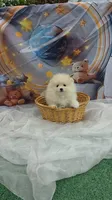 CKC Tofu teacup pompom, a male Pomeranian for sale in Lehigh Acres, FL – Photo 4 of 9