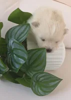 Tofu teacup pompom, a male Pomeranian for sale in Lehigh Acres, FL – Photo 5 of 6