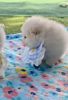 Tofu teacup pompom, a male Pomeranian for sale in Lehigh Acres, FL – Photo 4 of 8