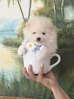 Tofu teacup pompom, a male Pomeranian for sale in Lehigh Acres, FL – Photo 3 of 8