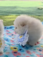 Tofu teacup pompom, a male Pomeranian for sale in Lehigh Acres, FL – Photo 2 of 8