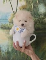 Tofu teacup pompom, a male Pomeranian for sale in Lehigh Acres, FL – Photo 5 of 8