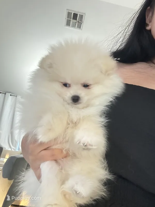 CKC Tofu teacup pompom – Pomeranian puppy on hold in Lehigh Acres, FL