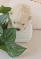 Tofu teacup pompom, a male Pomeranian for sale in Lehigh Acres, FL – Photo 4 of 6