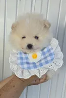Tofu teacup pompom, a male Pomeranian for sale in Lehigh Acres, FL – Photo 6 of 8
