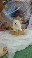 CKC Tofu teacup pompom, a male Pomeranian for sale in Lehigh Acres, FL – Photo 3 of 9