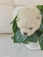 Tofu teacup pompom, a male Pomeranian for sale in Lehigh Acres, FL – Photo 3 of 6