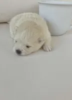 Tofu teacup pompom, a male Pomeranian for sale in Lehigh Acres, FL – Photo 6 of 6