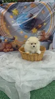 CKC Tofu teacup pompom, a male Pomeranian for sale in Lehigh Acres, FL – Photo 5 of 9