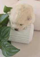 Tofu teacup pompom, a male Pomeranian for sale in Lehigh Acres, FL – Photo 2 of 6