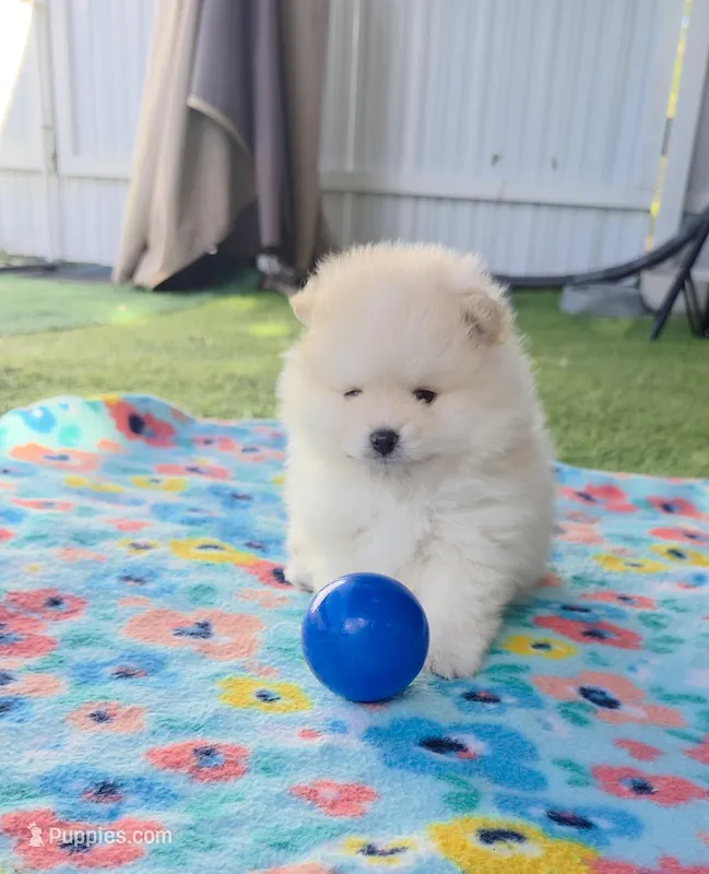 Tofu teacup pompom – Pomeranian puppy for sale in Lehigh Acres, FL
