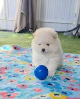 Tofu teacup pompom, a male Pomeranian for sale in Lehigh Acres, FL – Photo 1 of 8