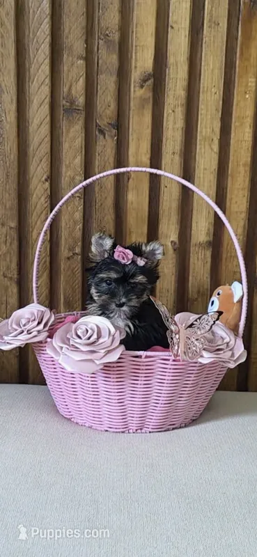 Tiny Molly – Yorkshire Terrier puppy for sale in Fort Myers, FL