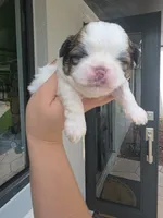 Imperial Prince Dudu, a male Shih Tzu for sale in Fort Myers, FL – 5 of 5