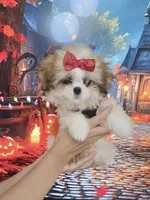 Imperial Princess Nunu, a female Shih Tzu for sale in Fort Myers, FL – 7 of 7