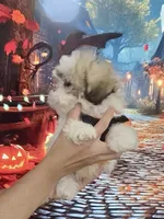 Imperial Prince Dudu, a male Shih Tzu for sale in Fort Myers, FL – 5 of 9