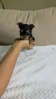 Teacup Molly, a female Yorkshire Terrier for sale in Fort Myers, FL – 2 of 6