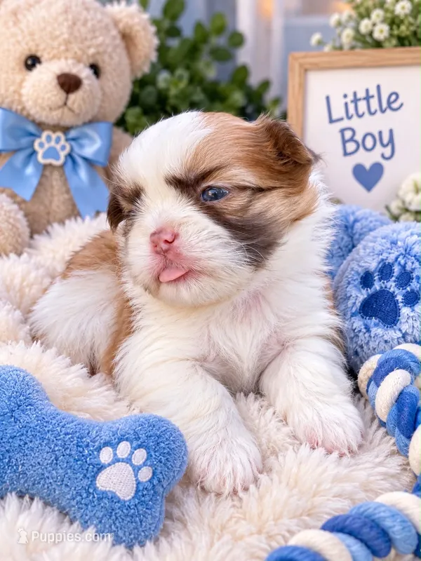 Imperial Prince Huhu – Shih Tzu puppy for sale in Fort Myers, FL