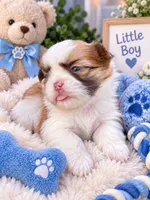 Imperial Prince Huhu, a male Shih Tzu for sale in Fort Myers, FL – 1 of 1