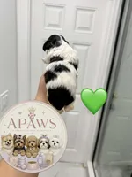 Imperial Bambam, a male Shih Tzu for sale in Fort Myers, FL – 3 of 4