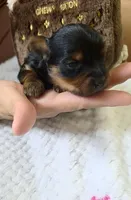 Lolita, a female Yorkshire Terrier for sale in Fort Myers, FL – 9 of 10