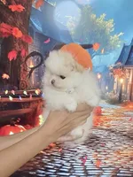 Teddy Bear Sonny, a male Pomeranian for sale in Fort Myers, FL – 6 of 10