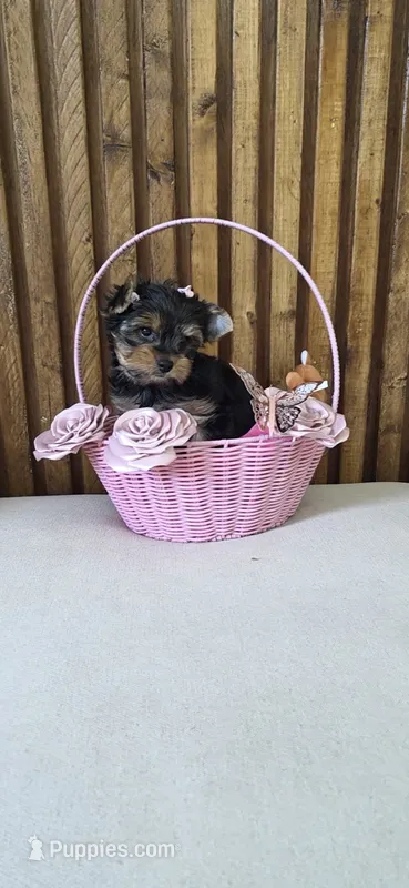 Lolita Doll Face Princess – Yorkshire Terrier puppy for sale in Fort Myers, FL