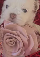 Lilah, a female Shih Tzu for sale in Lehigh Acres, FL – Photo 6 of 10