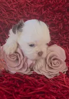 Lilah, a female Shih Tzu for sale in Lehigh Acres, FL – Photo 7 of 10