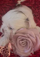 Lilah, a female Shih Tzu for sale in Lehigh Acres, FL – Photo 4 of 10