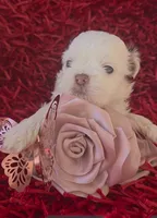 Lilah, a female Shih Tzu for sale in Lehigh Acres, FL – Photo 8 of 10