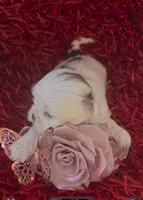 Lilah, a female Shih Tzu for sale in Lehigh Acres, FL – Photo 5 of 10