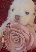 Lilah, a female Shih Tzu for sale in Lehigh Acres, FL – Photo 1 of 10