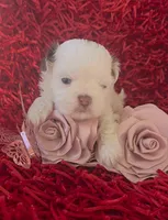 Lilah, a female Shih Tzu for sale in Lehigh Acres, FL – Photo 9 of 10