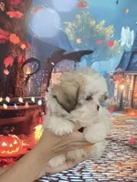 Imperial Prince Dudu, a male Shih Tzu for sale in Fort Myers, FL – 9 of 9