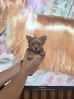 Princess Sunny, a female Yorkshire Terrier for sale in Fort Myers, FL – 5 of 9