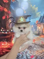 Buba King, a male Pomeranian for sale in Fort Myers, FL – 3 of 7