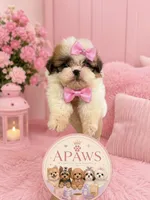 Imperial Princess Nunu, a female Shih Tzu for sale in Fort Myers, FL – 1 of 6